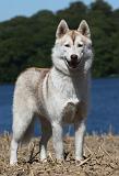 SIBERIAN HUSKY 534